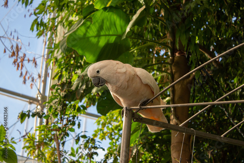 White parrot in the middle of the trees