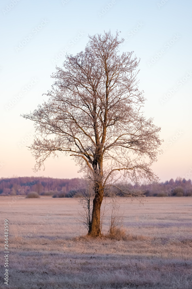 Lonely tree in the sunlight during the sunrise Lonely tree in the sunlight during the sunrise