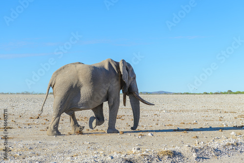 Wild elephant walking in the African savanna