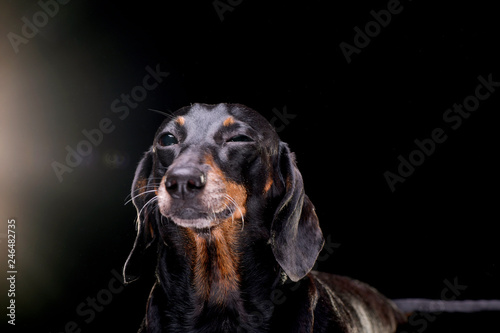 Portrait of an adorable short hair black and tan dachshund © kisscsanad