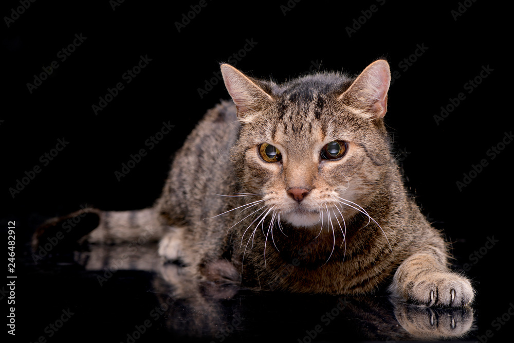 Studio shot of an adorable domestic cat