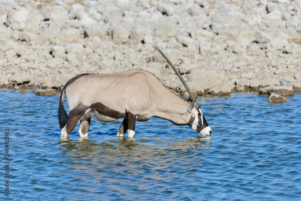 Fototapeta premium Wild oryx antelope in the African savannah