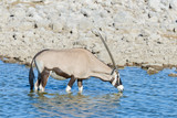 Wild oryx antelope in the African savannah