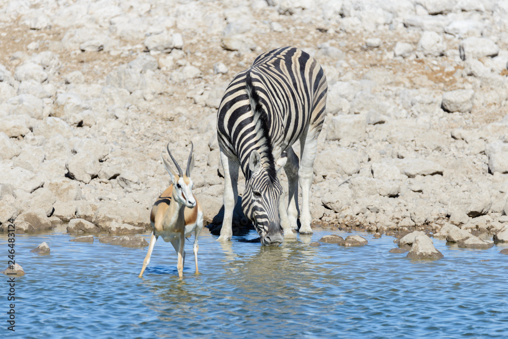 Wild african animals -gnu, kudu, orix, springbok, zebras drinking water in  waterhole Stock Photo | Adobe Stock