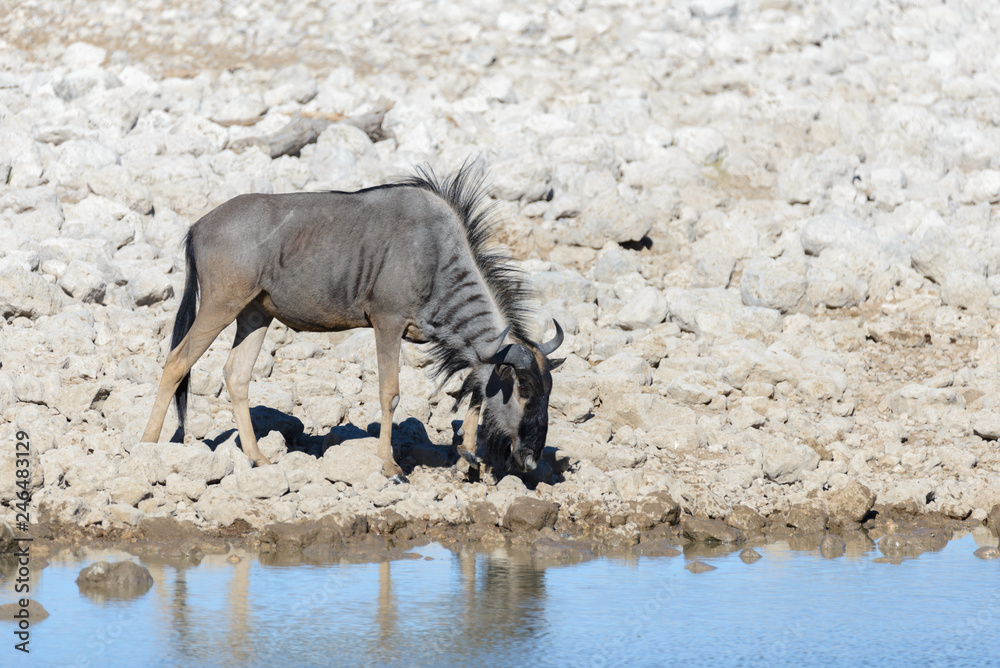 Wild gnu antelope in in African national park