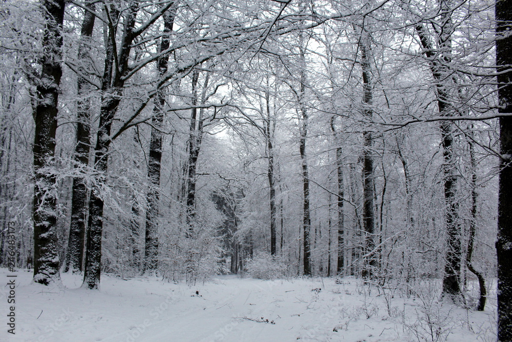 Naklejka premium Winterwald