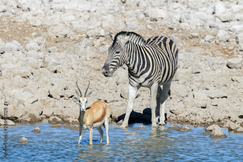 Wild african animals -gnu  kudu  orix  springbok  zebras drinking water in waterhole