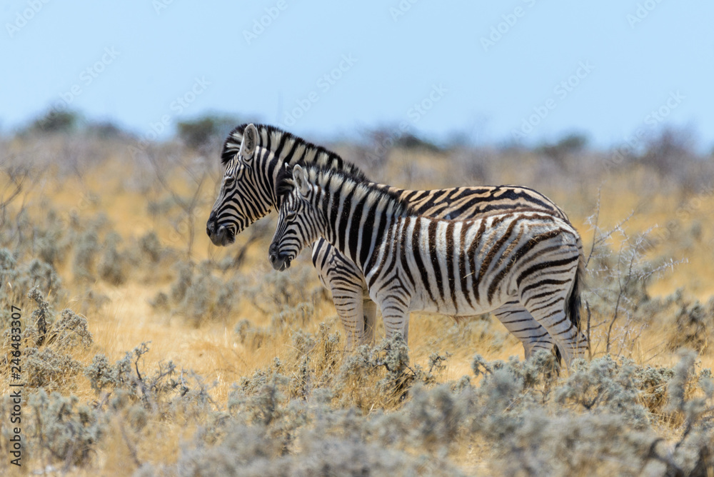 Obraz premium Wild zebra mother with cub walking in the African savanna