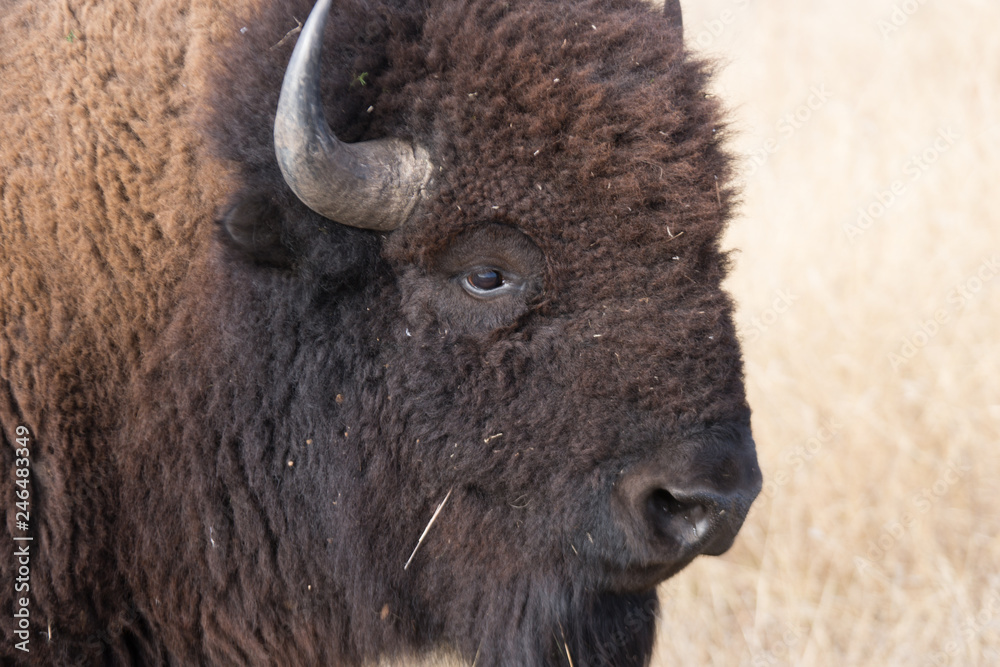 Buffalo head Buffalo head
