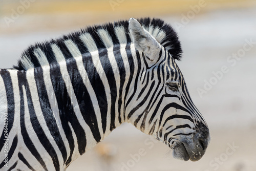 Zebra s head close up