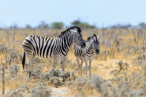 Wild zebra mother with cub walking in the African savanna