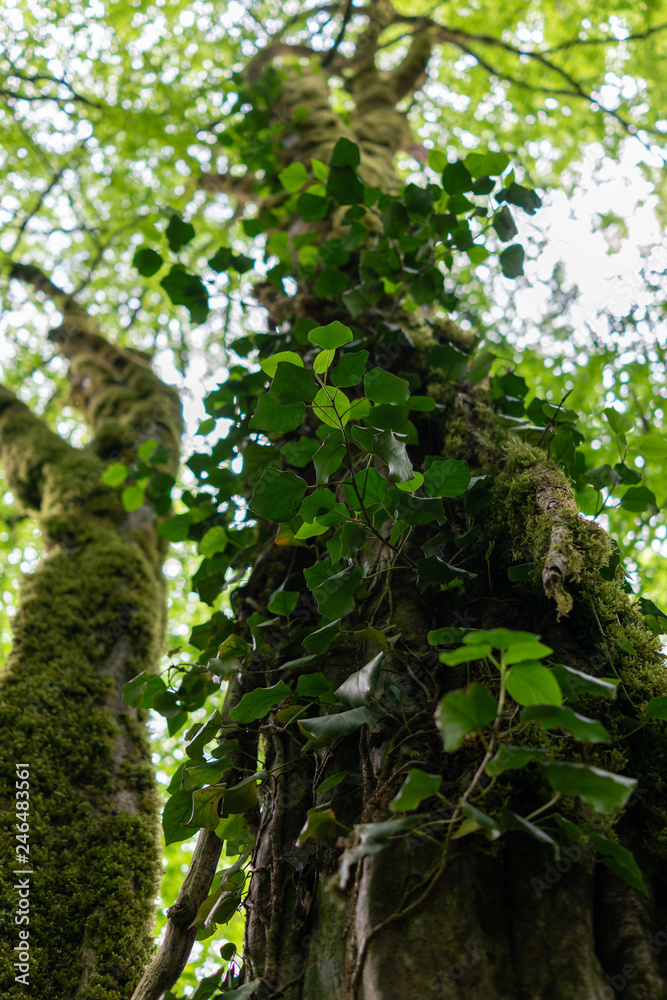 Trunks of trees covered with moss and vines Trunks of trees covered with moss and vines