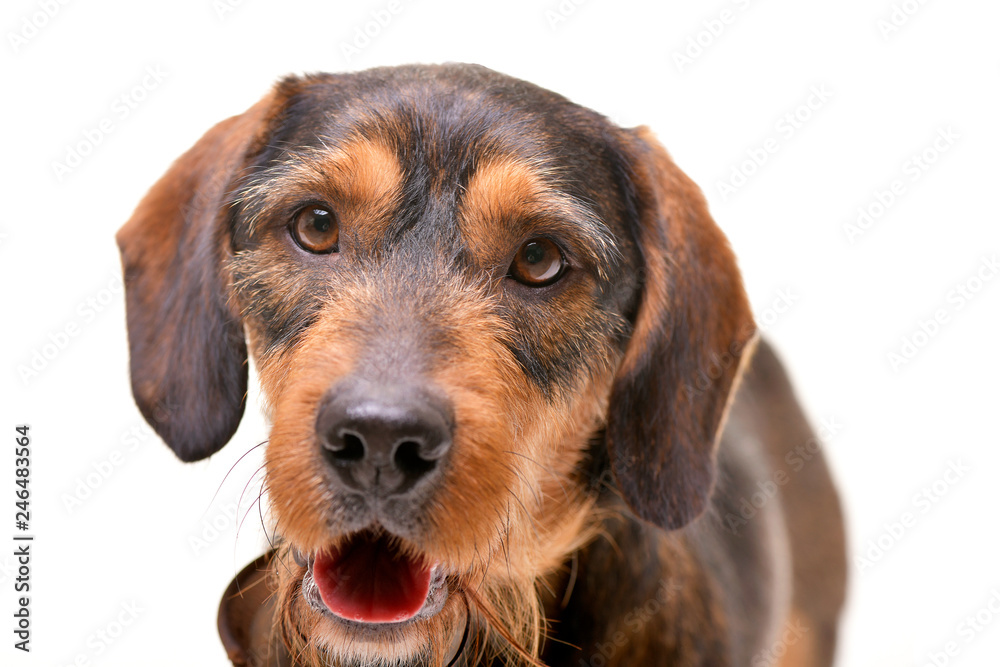 Portrait of an adorable mixed breed dog