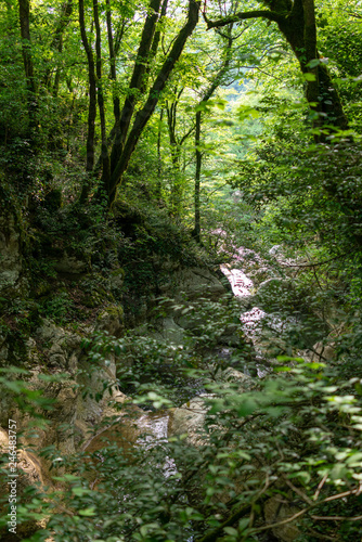 The rocky shores of a small mountain river in a green forest