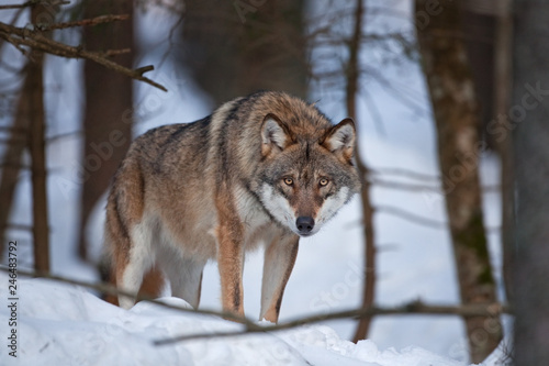 gray wolf, grey wolf, canis lupus © prochym