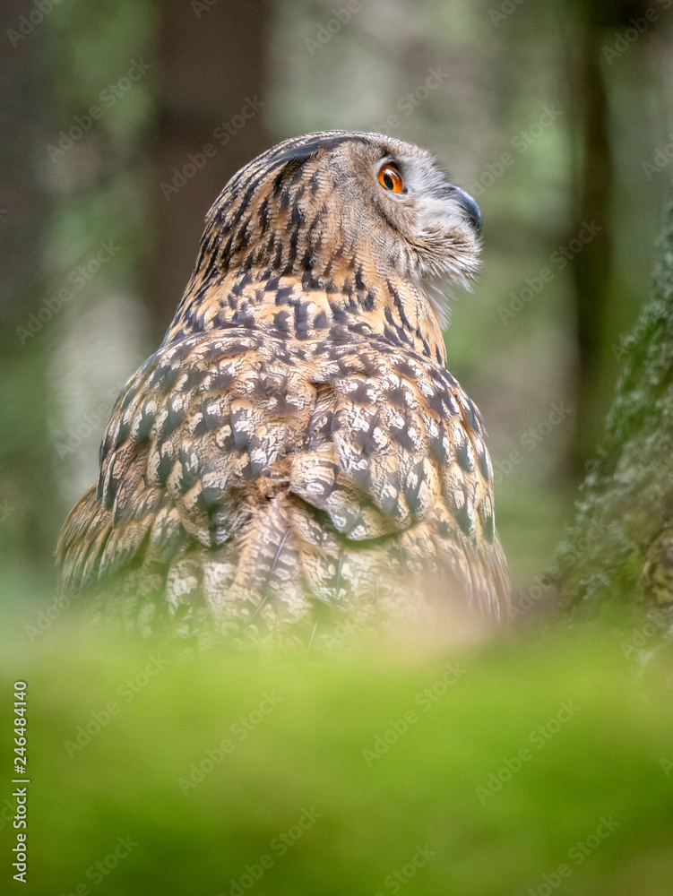 Eurasian eagle-owl (Bubo Bubo) in forest on the ground. Eurasian eagle owl sitting under the tree. Eurasian eagle-owl (Bubo Bubo) in forest on the ground. Eurasian eagle owl sitting under the tree.