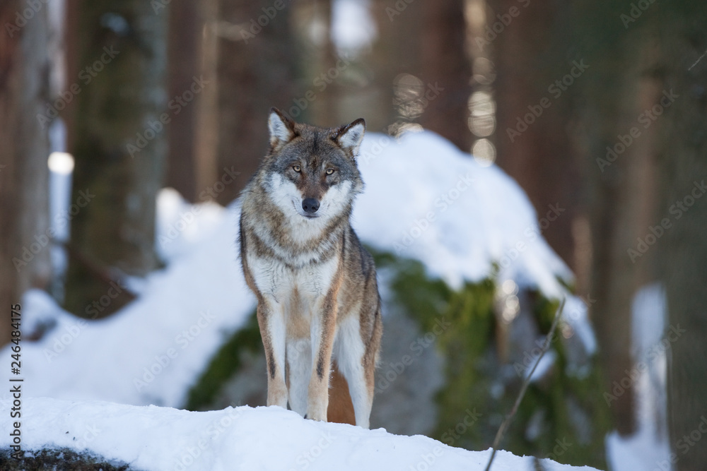 Naklejka premium gray wolf, grey wolf, canis lupus