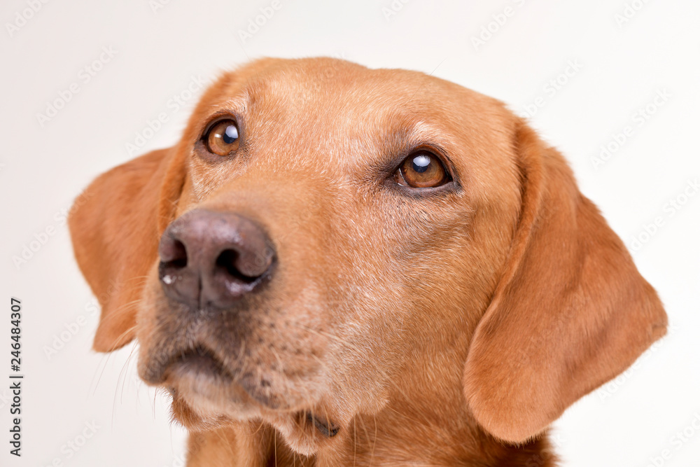 Portrait of an adorable mixed breed dog Portrait of an adorable mixed breed dog