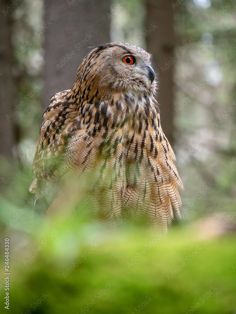 Eurasian eagle-owl (Bubo Bubo) in forest on the ground. Eurasian eagle owl sitting under the tree. Eurasian eagle-owl (Bubo Bubo) in forest on the ground. Eurasian eagle owl sitting under the tree.