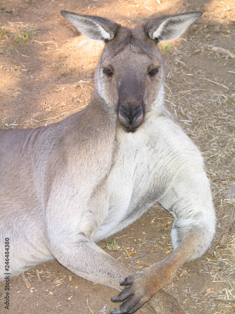 Kangarro of Australia. Ayers Rock zone