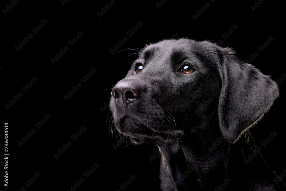 Portrait of an adorable Labrador retriever - obrazy, fototapety, plakaty 