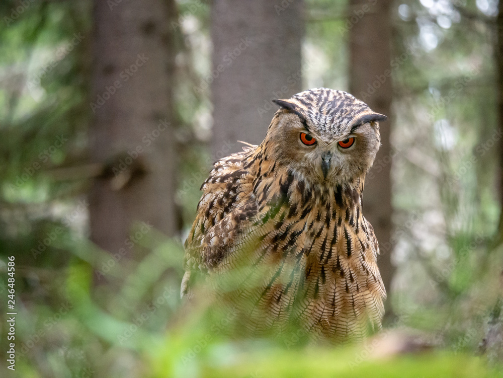 Eurasian eagle-owl (Bubo Bubo) in forest on the ground. Eurasian eagle owl sitting under the tree. Eurasian eagle-owl (Bubo Bubo) in forest on the ground. Eurasian eagle owl sitting under the tree.