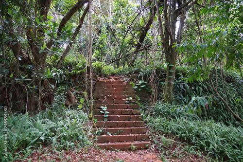 Brick stairs in a middle of lush tropical forest  New Caledonia.