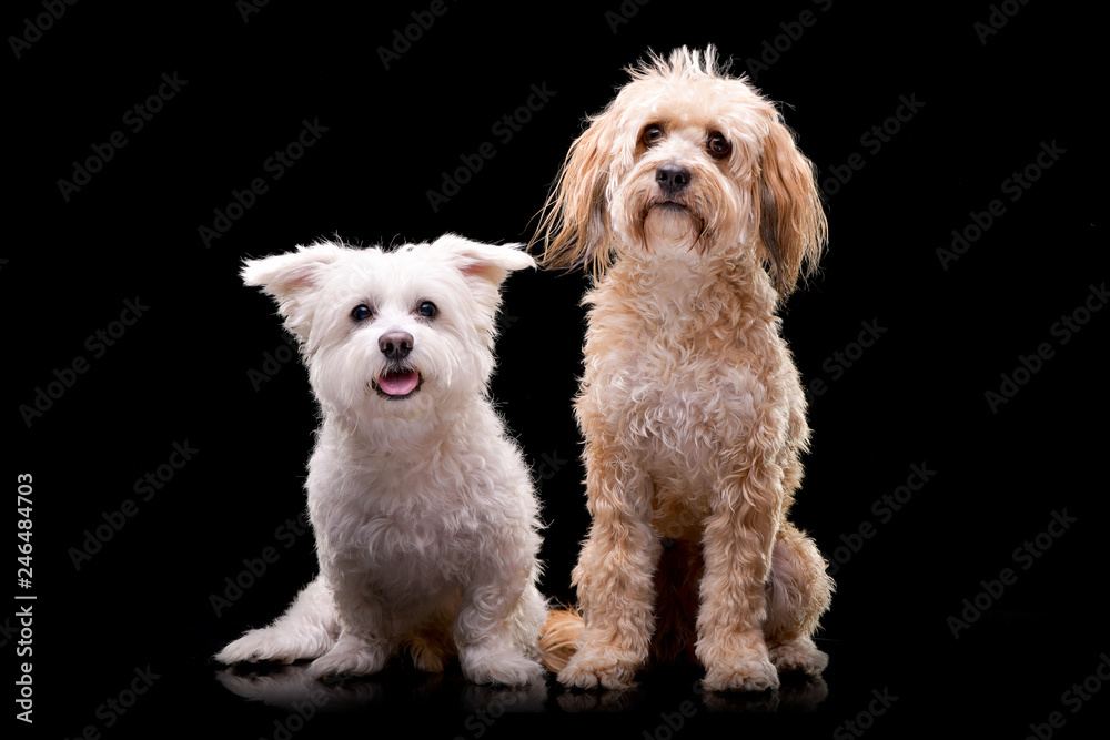 Studio shot of two adorable mixed breed dog Studio shot of two adorable mixed breed dog