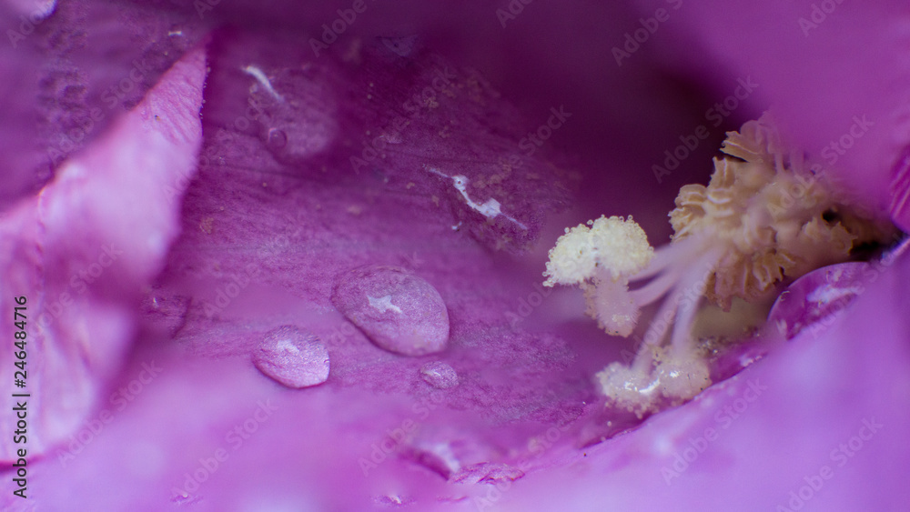 Wassertropfen auf lila blatt