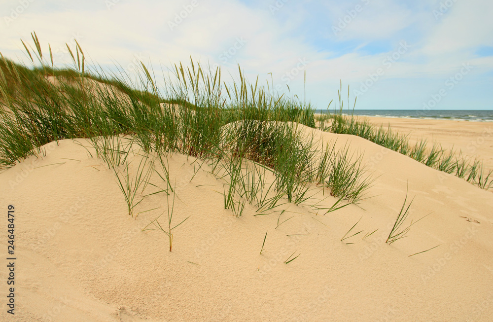 Moving sand dunes in Slowinski National Park, Poland Moving sand dunes in Slowinski National Park, Poland