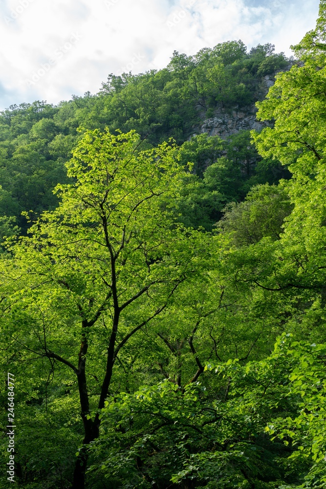High cliffs with a thick green forest on the slopes. High cliffs with a thick green forest on the slopes.