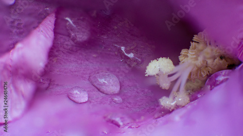 Wassertropfen auf lila blatt