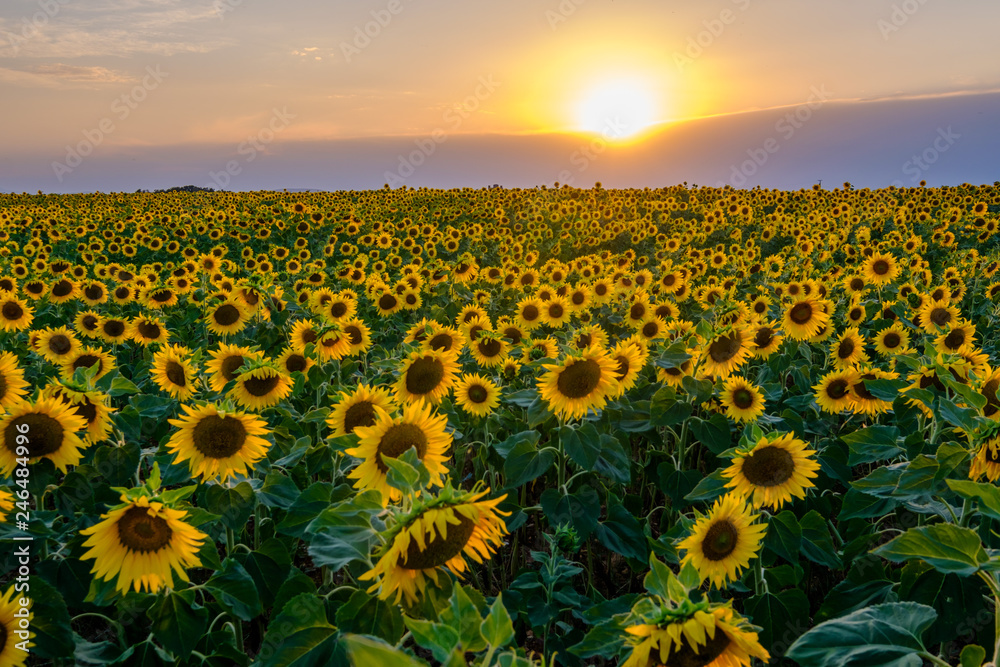 Fototapeta premium Champ de tournesols. Coucher de soleil, beau ciel coloré avec des nuages. 