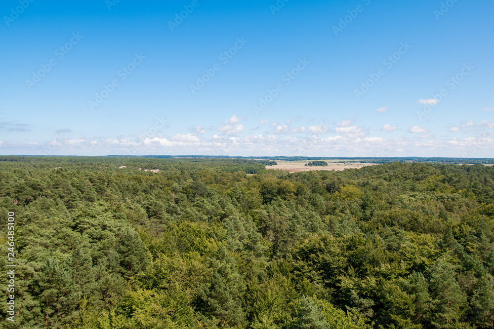 The forest is located in poland The forest is located in poland