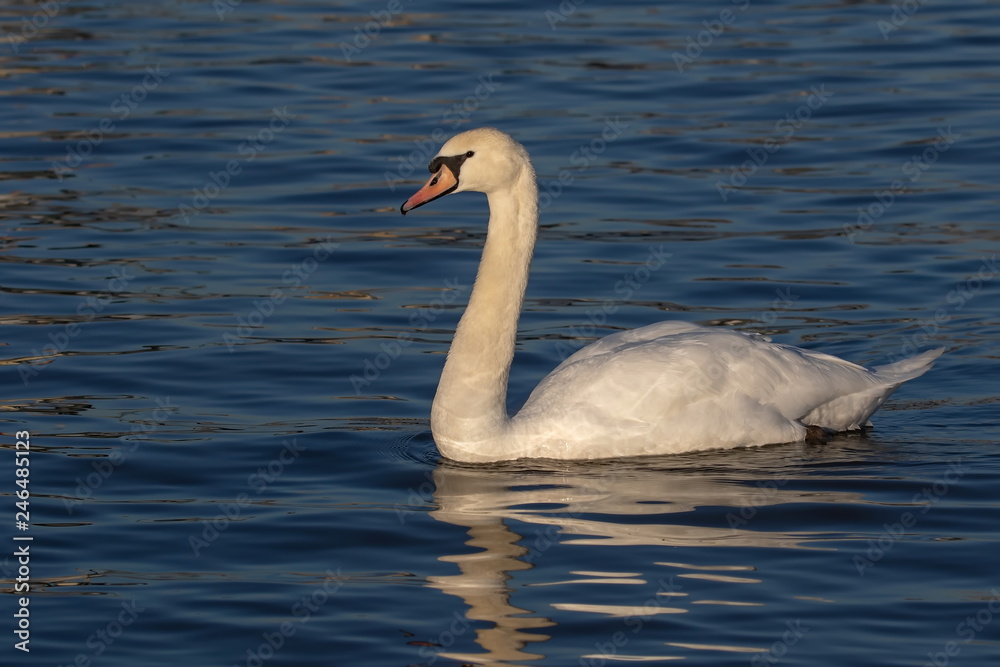 Höckerschwan an der Fähre Hitdorf Langel Höckerschwan an der Fähre Hitdorf Langel