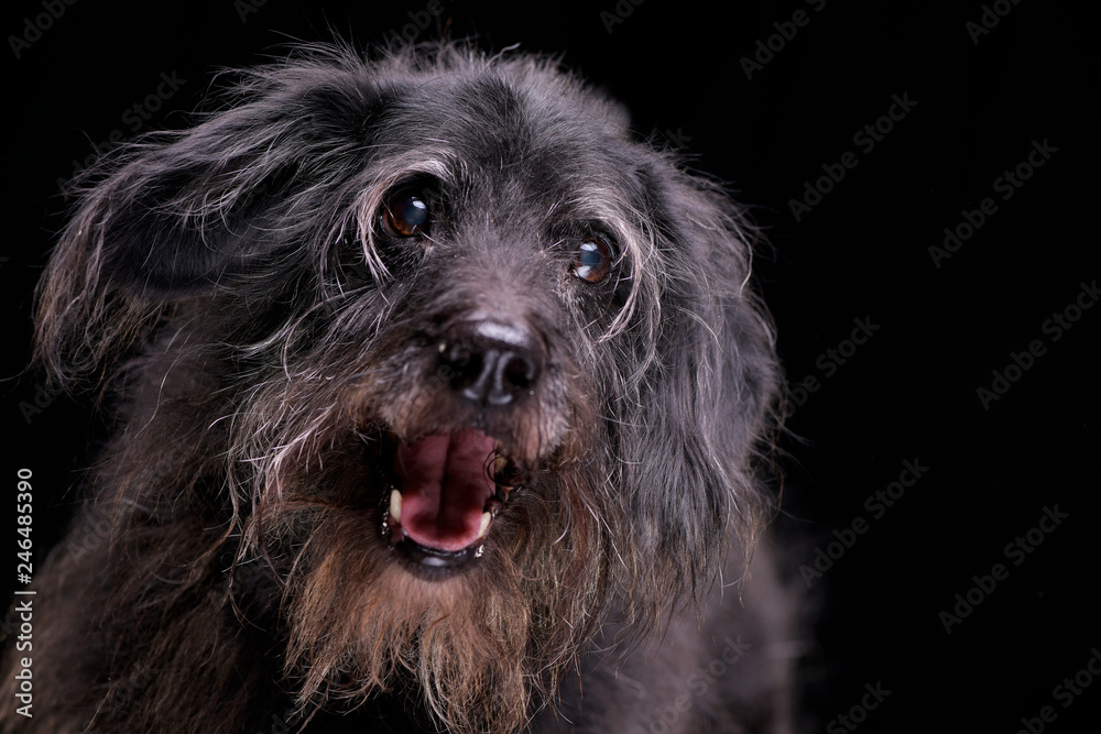 Portrait of an adorable mixed breed dog Portrait of an adorable mixed breed dog