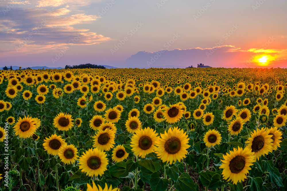 Fototapeta premium Champ de tournesols. Coucher de soleil, beau ciel coloré avec des nuages. 