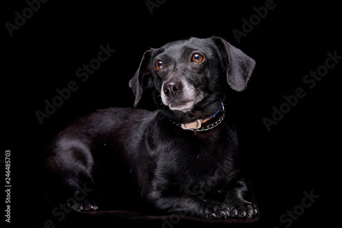Studio shot of an adorable mixed breed dog