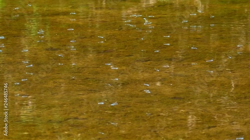 Multiple small drangonflies hovering over clear shallow pond water in sun photo