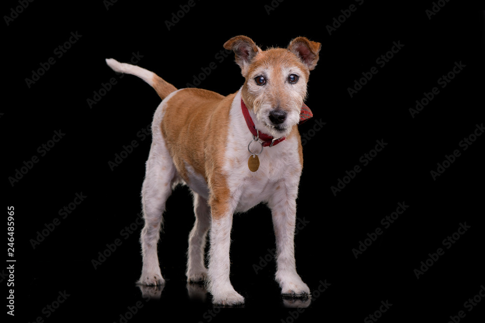 Studio shot of an old, adorable Jack Russell terrier Studio shot of an old, adorable Jack Russell terrier