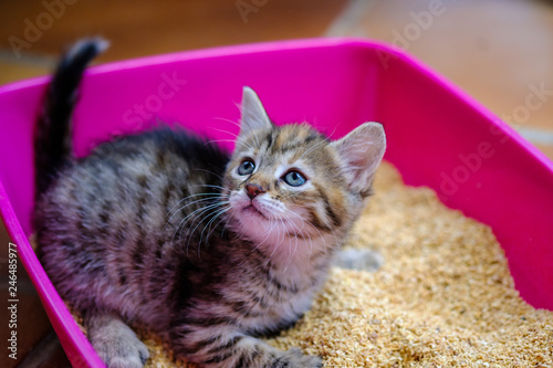 Obraz na płótnie Petit chaton calico de trois mois dans la toilette de chat en plastique rose. w salonie