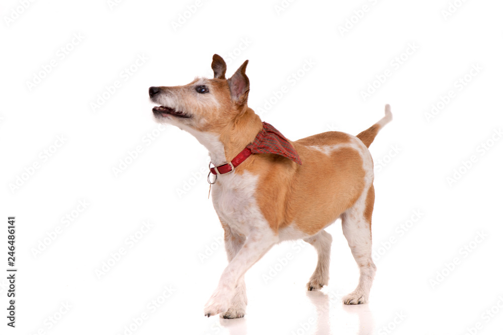 Studio shot of an old, adorable Jack Russell terrier