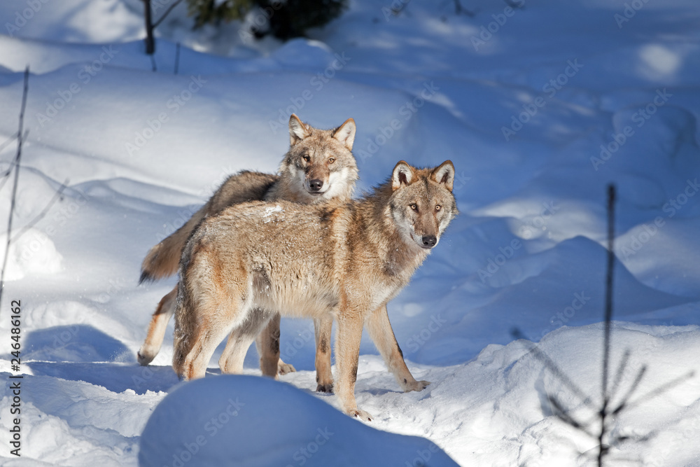 Obraz premium gray wolf, grey wolf, canis lupus