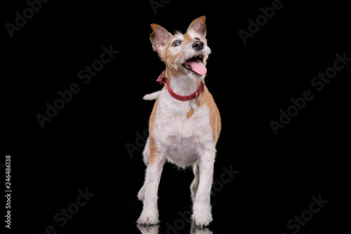Fototapeta Naklejka Na Ścianę i Meble -  Studio shot of an old, adorable Jack Russell terrier