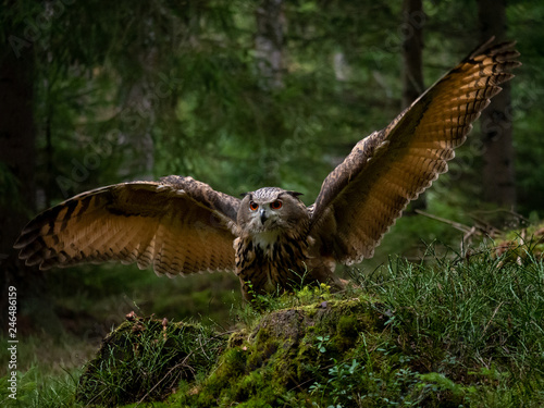 Eurasian eagle-owl (Bubo Bubo) in forest. Eurasian eagle owl landing under the tree. Owl flying in forest.
