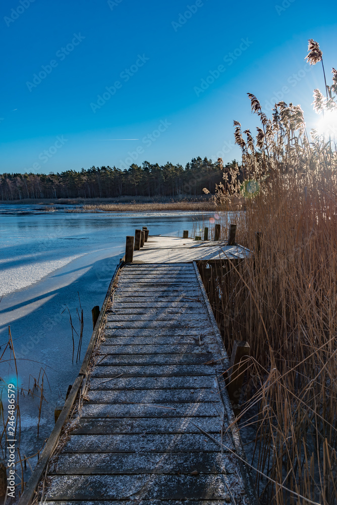 Naklejka premium wooden jetty with reed on a sunny winter day