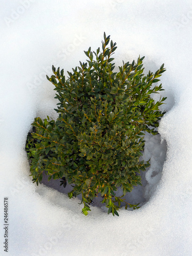 snow green bush