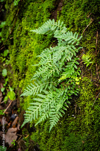 Green ferns on mossy rocks.