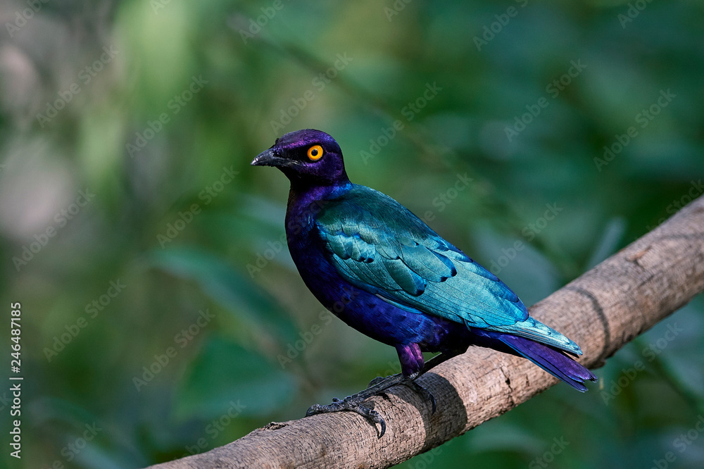 Purple glossy starling (Lamprotornis purpureus) - obrazy, fototapety, plakaty 
