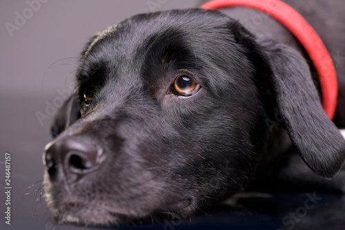 Wallpaper Mural Portrait of an adorable mixed breed dog Torontodigital.ca